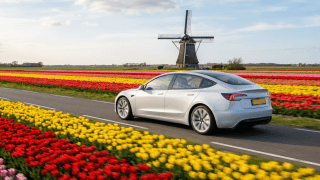 fsd netherlands tulip